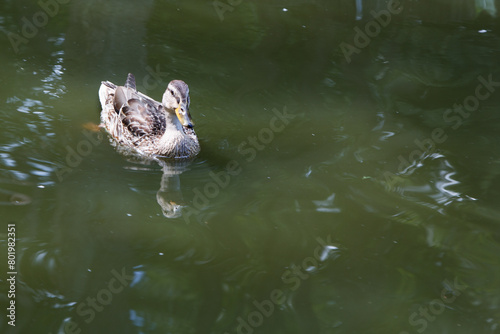 duck swims in pond