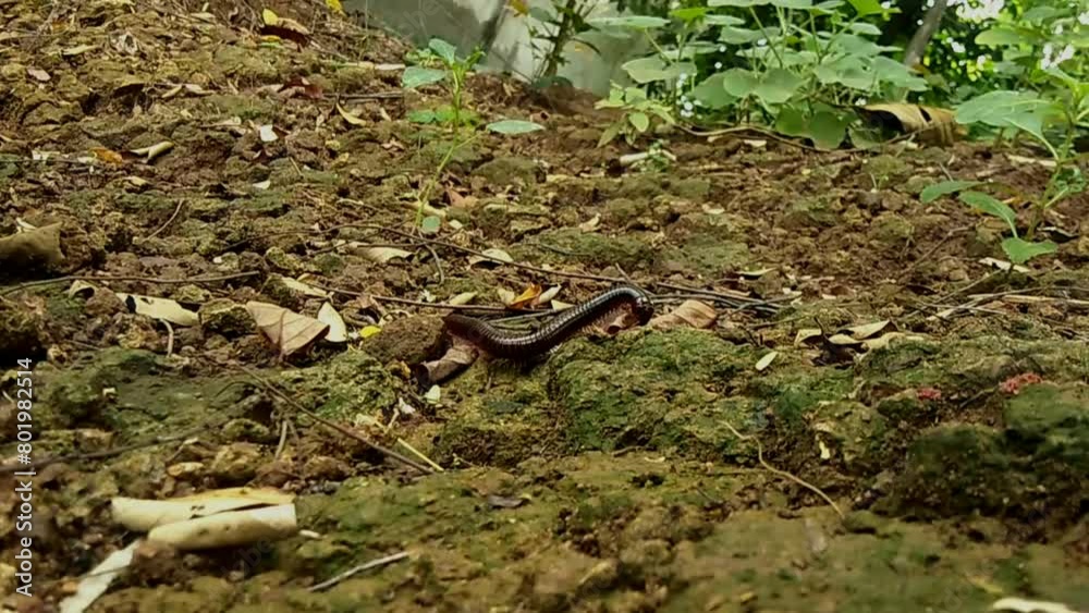 a thousand-legged caterpillar walks on rocky ground. a thousand-legged caterpillar walks on rocky ground.