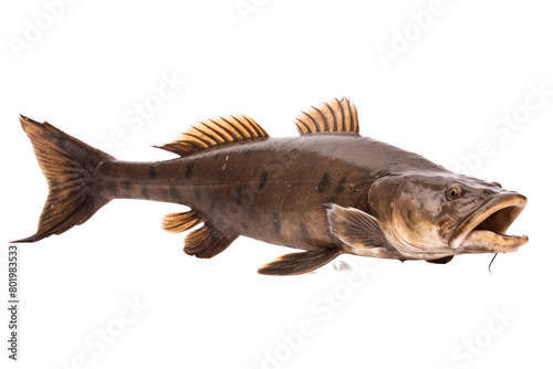 Graceful Leviathan Emerging. On a White or Clear Surface PNG Transparent Background.