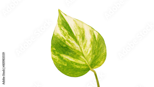 Scindapsus aureus eagler leaf on a white background.