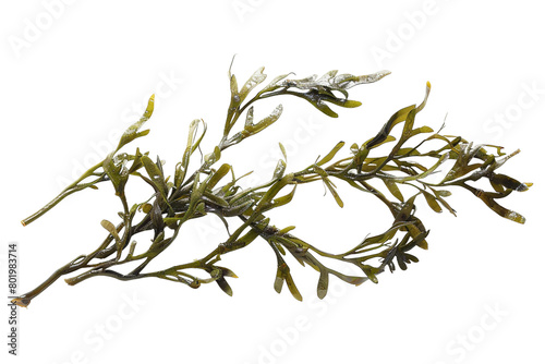 Rockweed Seaweed On Transparent Background. © Pngify