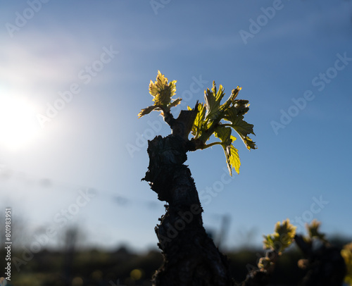 Vine growing at springtime, on a blue sky background