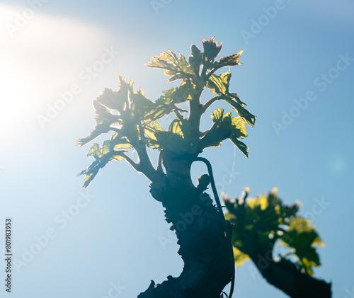 Vine growing in spring. Backlight with sun rays on the left and a blue sky at the background
