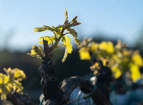 Vineyard growing in springtime