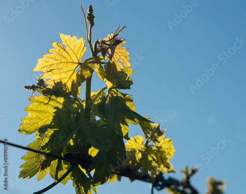 Leaves of a vine in springtime. Blue sky in the background