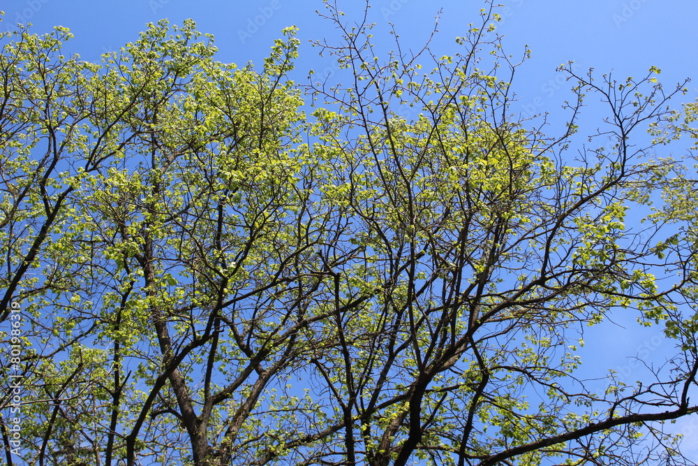birch branches with green leaves against a blue sky in spring
