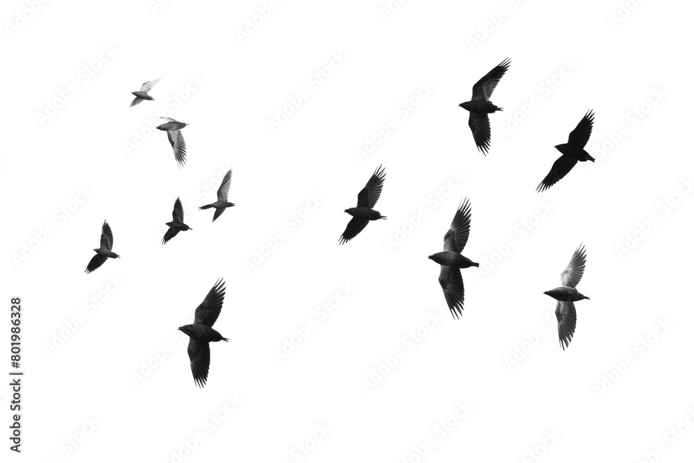 A Symphony of Freedom: A Flock of Birds Soaring Through the Infinite White Sky. On a White or Clear Surface PNG Transparent Background. A Symphony of Freedom: A Flock of Birds Soaring Through the Infinite White Sky. On a White or Clear Surface PNG Transparent Background.