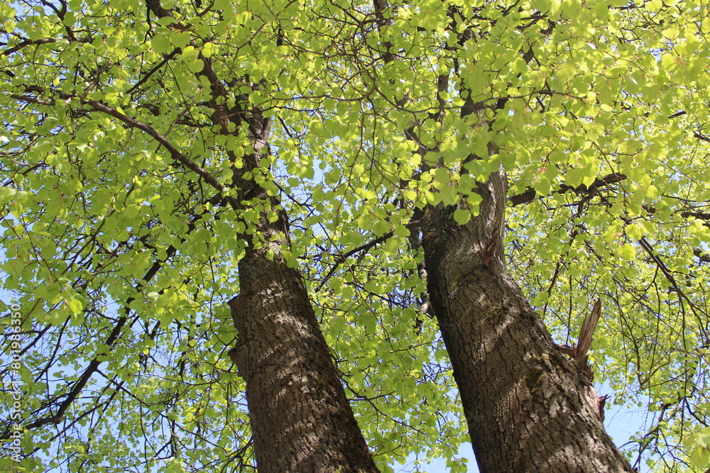 Fototapeta premium a spring tree with green leaves and a blue sky, close-up of a photo