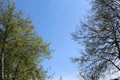 birch branches with green leaves against a blue sky in spring