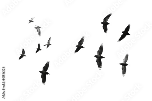 A Symphony of Freedom  A Flock of Birds Soaring Through the Infinite White Sky. On a White or Clear Surface PNG Transparent Background.