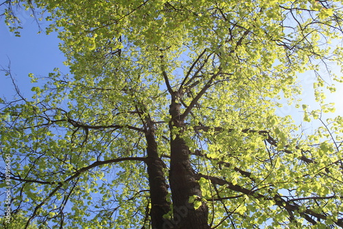 a spring tree with green leaves and a blue sky, close-up of a photo