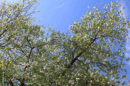 birch branches with green leaves against a blue sky in spring