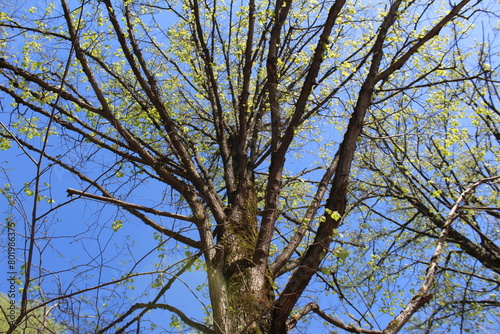 Fresh green leaves against a blue sky background, close-up of the photo.