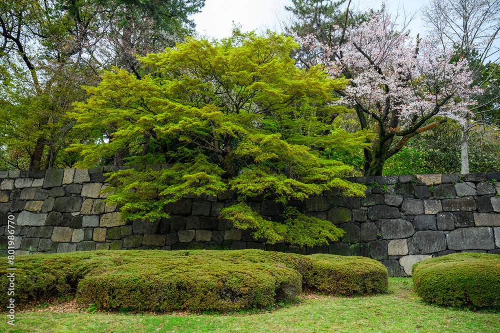 Japanese maple in East Garden of the Imperial Palace, Tokyo