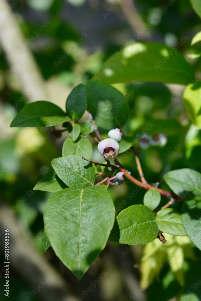 Blueberry Brigitta Blue branch with fruit Blueberry Brigitta Blue branch with fruit