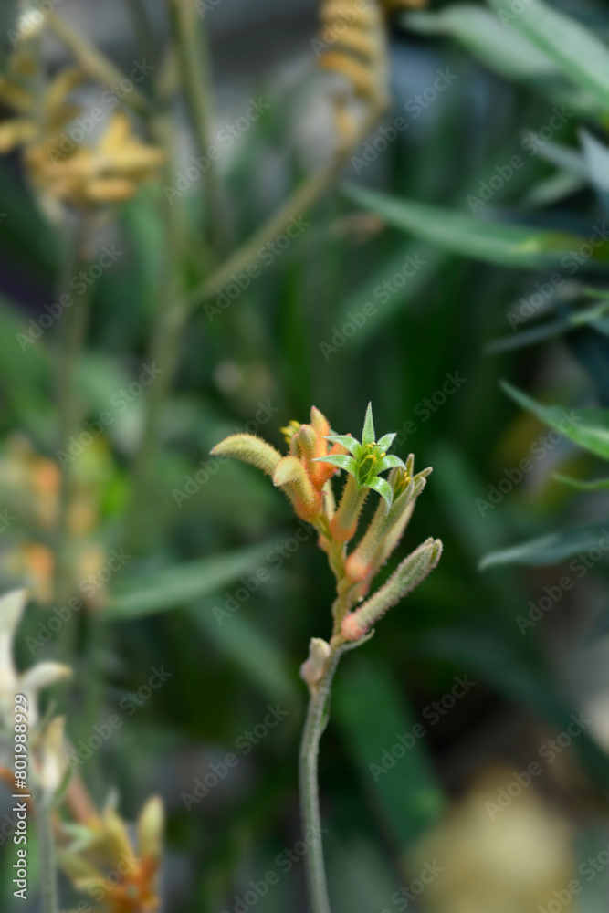 Kangaroo Paw flower buds Kangaroo Paw flower buds