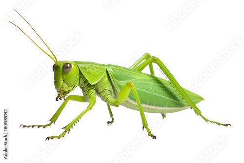 Whispers of the Grasshopper. On a White or Clear Surface PNG Transparent Background.