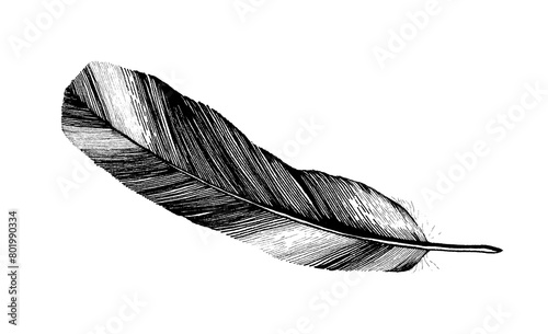 Feather line drawing in black, isolated on white background photo