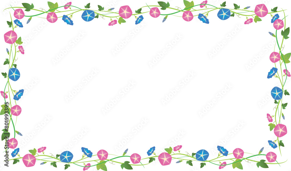 夏季の朝顔の花 夏季の朝顔の花