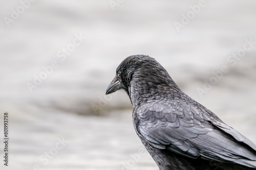 Crow on the beach. Carrion crow perching. One isolated corvus corone.