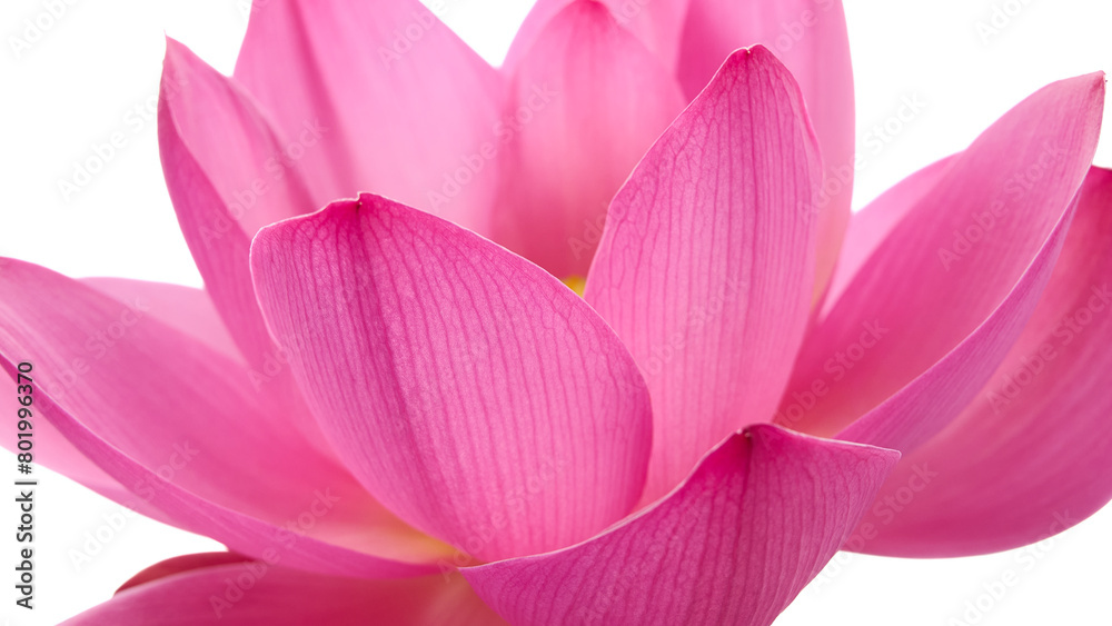 Lotus flower (Nelumbo, Nelumbo nucifera, Nelumbo komarovii)..Beautiful rare blooming lotus on a white background