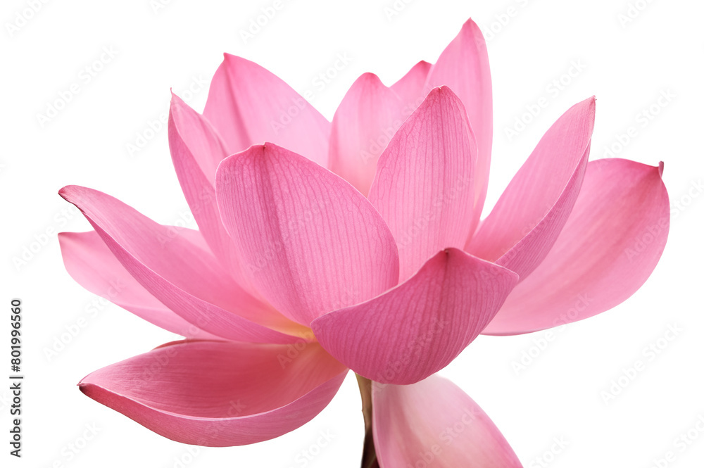 Lotus flower (Nelumbo, Nelumbo nucifera, Nelumbo komarovii)..Beautiful rare blooming lotus on a white background Lotus flower (Nelumbo, Nelumbo nucifera, Nelumbo komarovii)..Beautiful rare blooming lotus on a white background