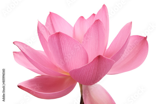 Lotus flower (Nelumbo, Nelumbo nucifera, Nelumbo komarovii)..Beautiful rare blooming lotus on a white background photo