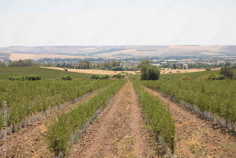 row of young olive trees planted in a plot. Concept olives and extra virgin olive oil.