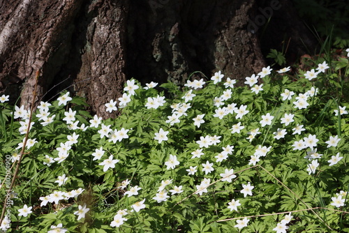 Sweden. Anemonoides nemorosa, the wood anemone, is an early-spring flowering plant in the buttercup family Ranunculaceae, native to Europe.  photo