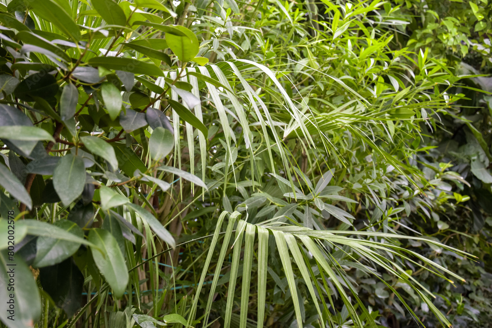 Beautiful unusual green background of leaves of an exotic plant, full frame. Close-up. Selective focus. Beautiful unusual green background of leaves of an exotic plant, full frame. Close-up. Selective focus.