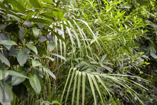 Wallpaper Mural Beautiful unusual green background of leaves of an exotic plant, full frame. Close-up. Selective focus. Torontodigital.ca