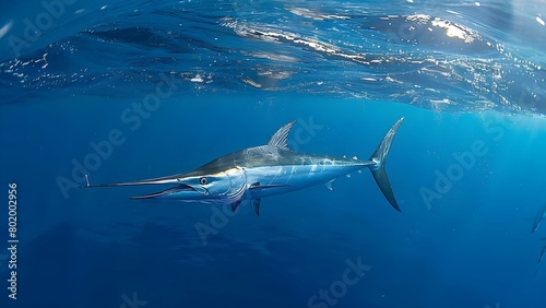 Side view of a blue marlin swimming in the ocean during a sport fishing scene. Concept Marlin, Ocean, Sport fishing, Wildlife, Underwater