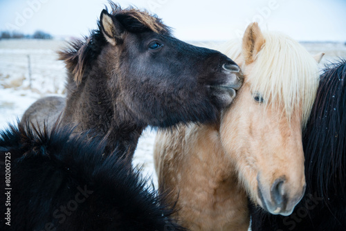 Two icelandic horses