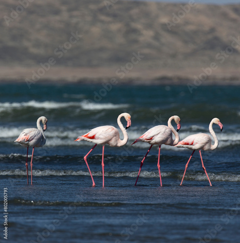 Photo of pink flamingo birds