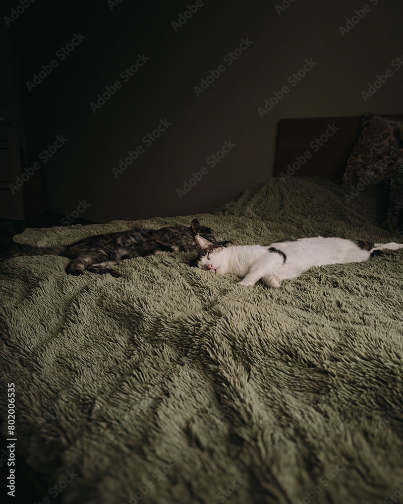 Two cats napping on a bed