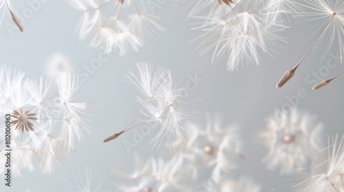 Dandelion fluff background for aesthetic minimalism style background.  Neutral and pastel color wallpaper with elegant and light flying fluffs.  Fragile   lightweight and beautiful nature backdrop