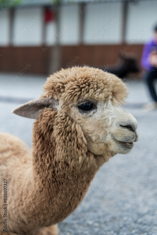 Obraz premium close up of a brown alpaca