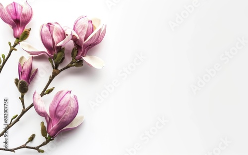 Photo of Magnolia branch with pink flowers on white background, free space for text © Anak