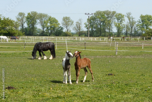 Two foals are playing together. Outdoor enclosure.