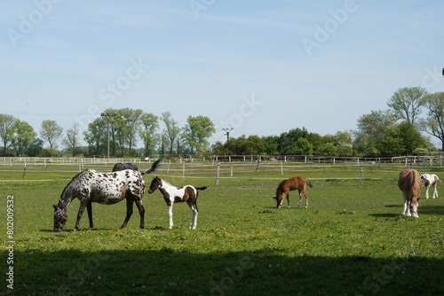 Pasture for horses. We also see a mare with a small back. © Markta