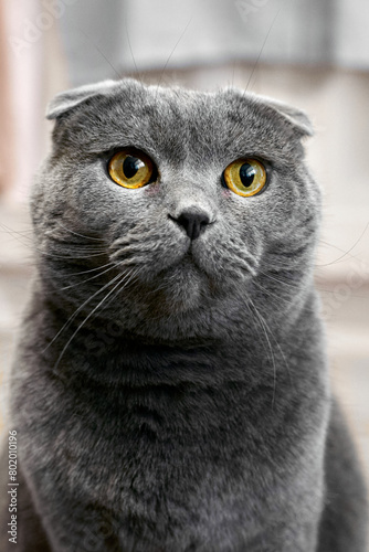close-up portrait of a cat of the British Fold breed