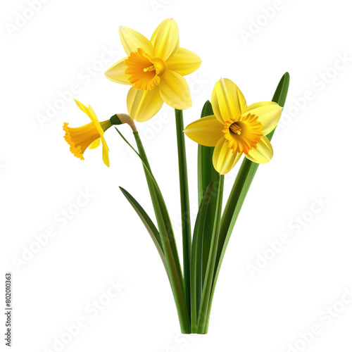 Photo of daffodils flower isolated on transparent background