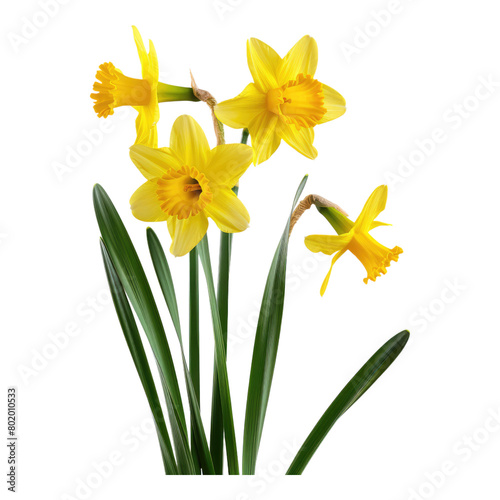Photo of daffodils flower isolated on transparent background