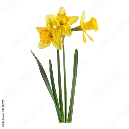 Photo of daffodils flower isolated on transparent background