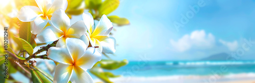 A beautiful white and yellow frangipani flowers on the beach with a blue sky background banner  space for text 