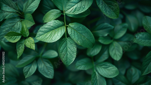 A close up of green leaves on a plant