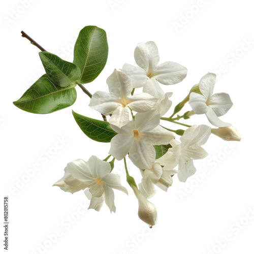 Photo of jasmine flower isolated in transparent background