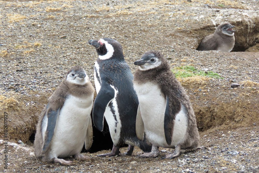 Obraz premium penguins on the rocks