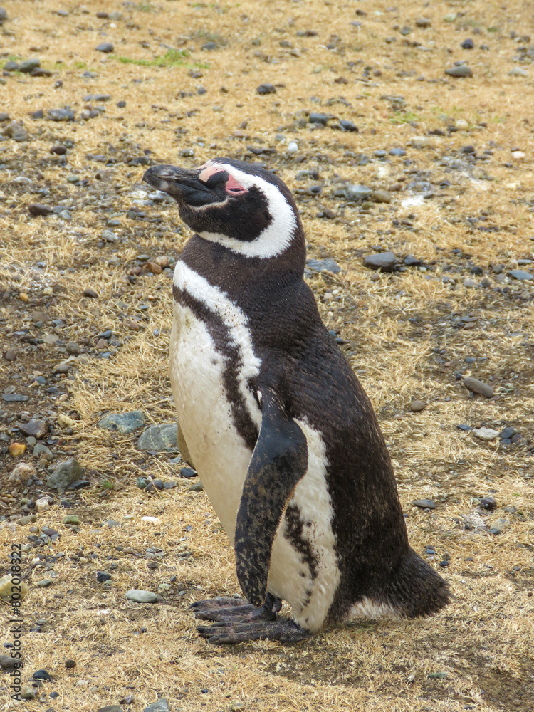 Obraz premium penguin on the beach
