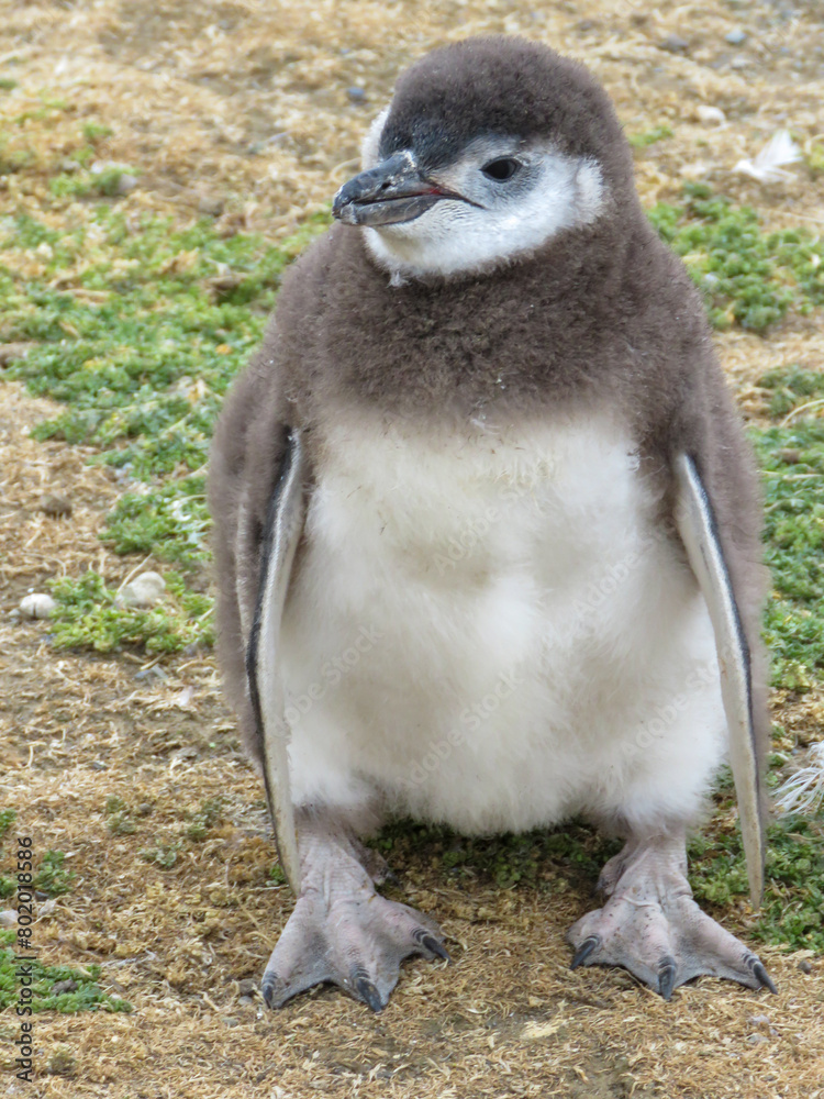 Fototapeta premium close up of a penguin